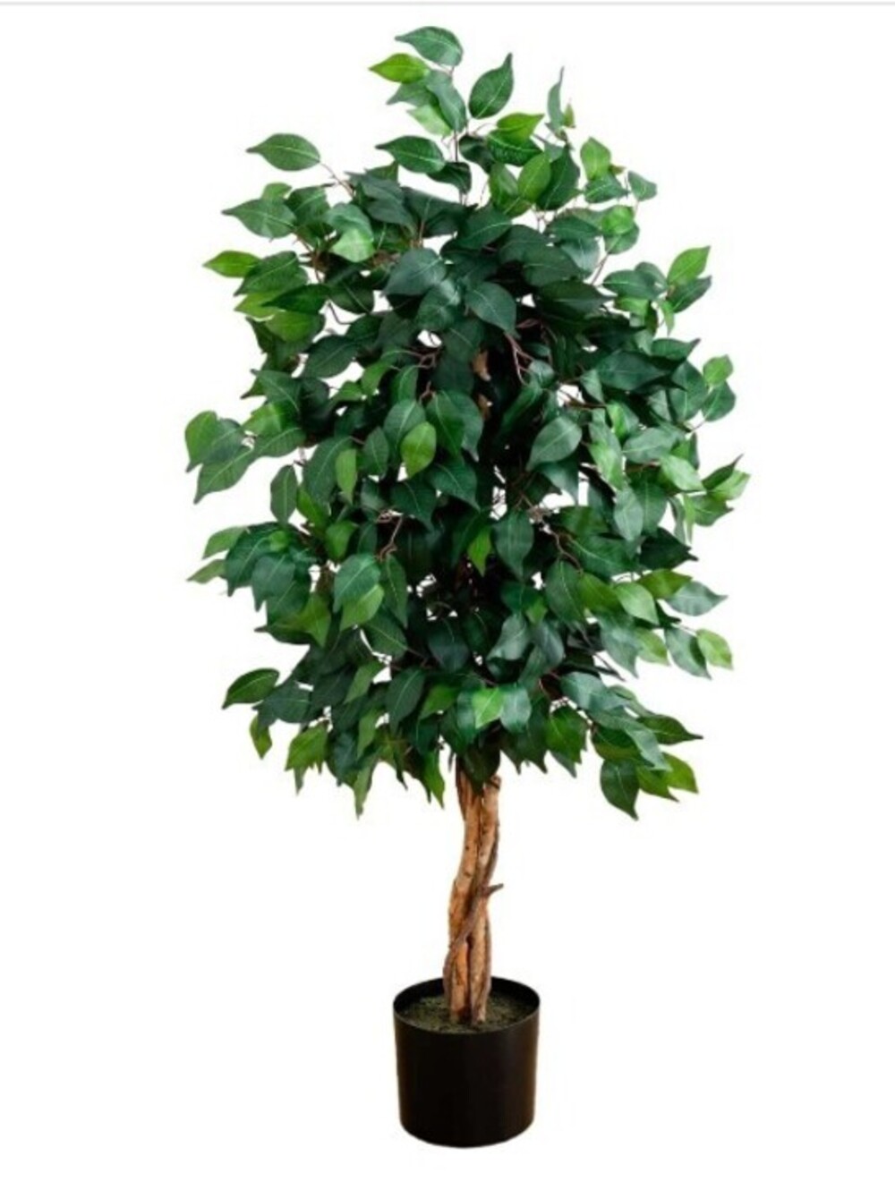 4ft Triple Trunk Ficus Silk Tree in Pot
